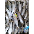 Frozen sardine para la venta